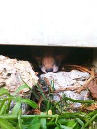 Close-up of cat hiding behind