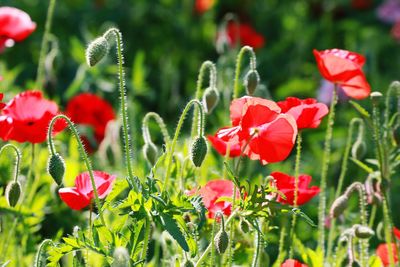 Close-up of poppy 