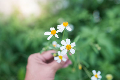 Close-up of hand holding white flowering plant