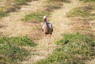 Stork perching on grassy field