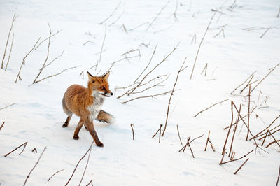 Full length of a red fox on snow