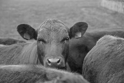 Portrait of sheep in a field