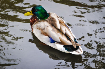 Duck swimming in a lake