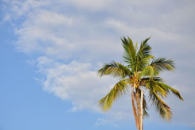 Low angle view of palm tree against sky