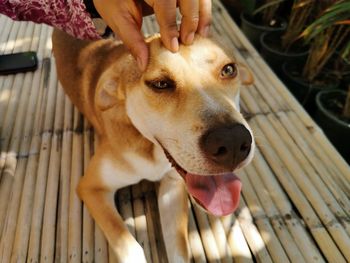 Close-up portrait of dog sticking out tongue outdoors