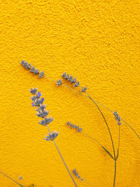 Fashion stylish natural wallpaper. lavender on yellow wall. minimalist aesthetic