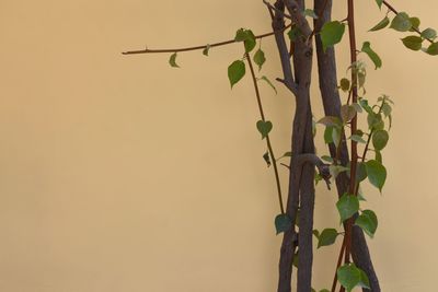 Close-up of fresh fruits against wall