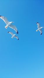 Low angle view of birds flying against clear blue sky