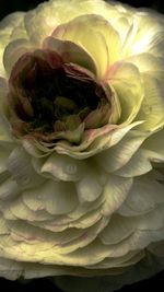 Close-up of flowers