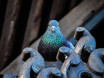 Close-up of parrot perching on wood