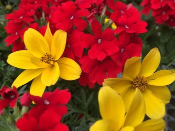 Close-up of yellow flower