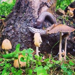 Trees growing in forest