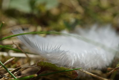 Close-up of plant against blurred background