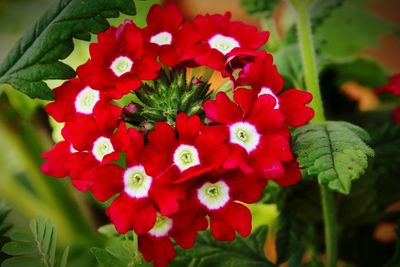 Close-up of red flowers blooming outdoors