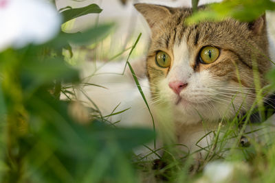 Close-up portrait of a cat