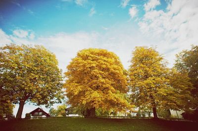 Trees in autumn