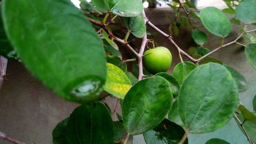 Close-up of fruits growing on tree