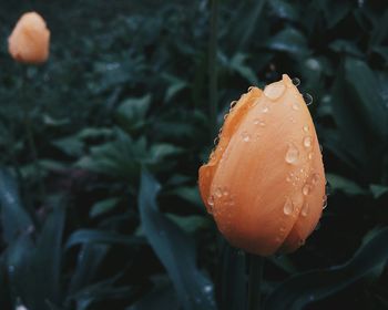 Close-up of wet orange flower blooming outdoors