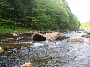 Scenic view of river in forest against sky