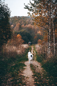 White dog watching people walking away. late autumn in western europe 