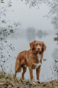 Brown nova scotia duck tolling retriever on the lake shore. blurred landscape on background. 