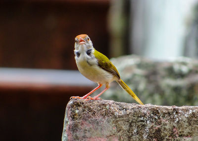 Close-up of bird perching on wood