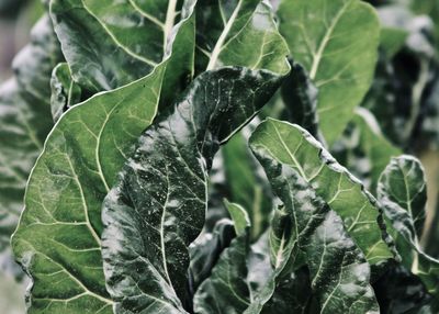 Close-up of wet plant