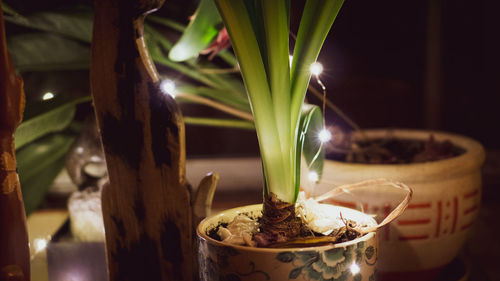 Close-up of potted plant on table