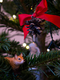Close-up of christmas tree