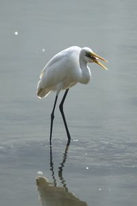 Bird in a lake