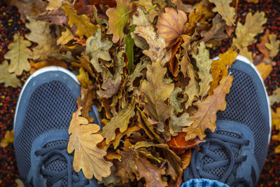 Low section of person on autumn leaves
