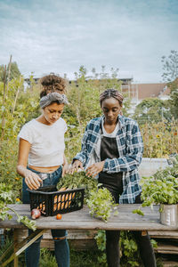 Female volunteers arranging vegetables in crate at community garden