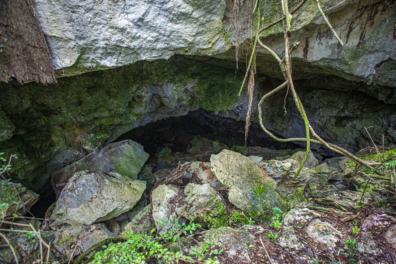 cave, rock, nature, plant, no people, land, tree, beauty in nature, day, forest, tranquility, rock formation, outdoors, ravine, growth, non-urban scene, moss, green, environment, water, high angle view, scenics - nature, geology, formation, wilderness, stream