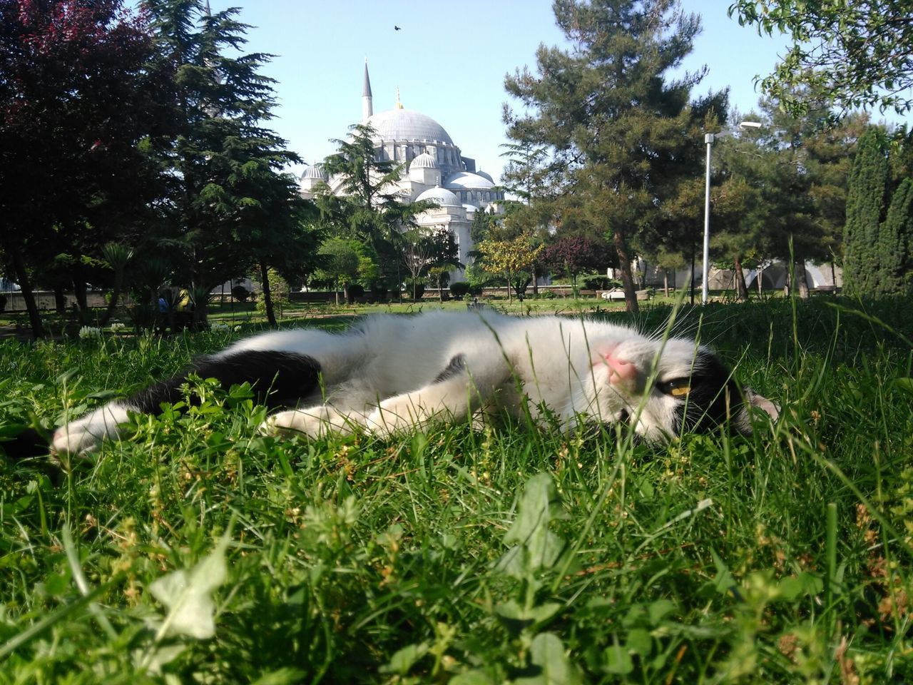 HORSE LYING ON GRASS