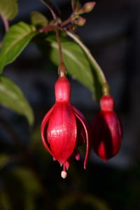 Close-up of red berries growing on plant