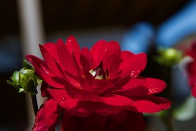 Close-up of honey bee on red flower