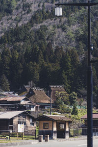 Trees and houses in forest