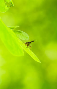 Close-up of insect on plant