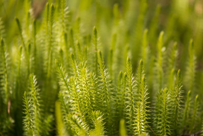 Close-up of crops growing on field