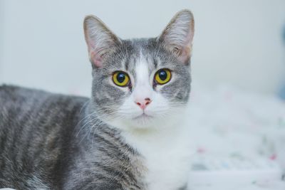 Close-up portrait of cat