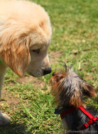 Close-up of dog looking away