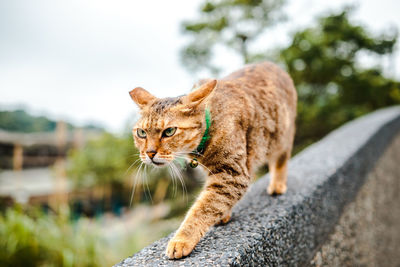 Cat looking away