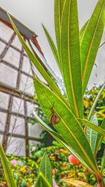 Close-up of insect on leaf