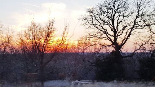 Bare trees on landscape at sunset