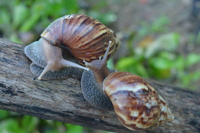 Close-up of snail on leaf