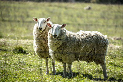 Sheep grazing on field