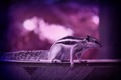 Close-up of an animal against blurred background