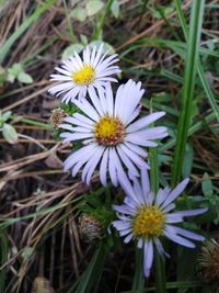 Close-up of white flowers blooming outdoors