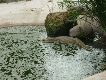 High angle view of turtle swimming in water