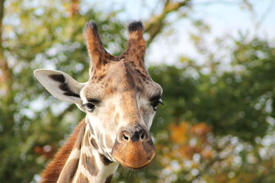 Close-up portrait of a giraffe